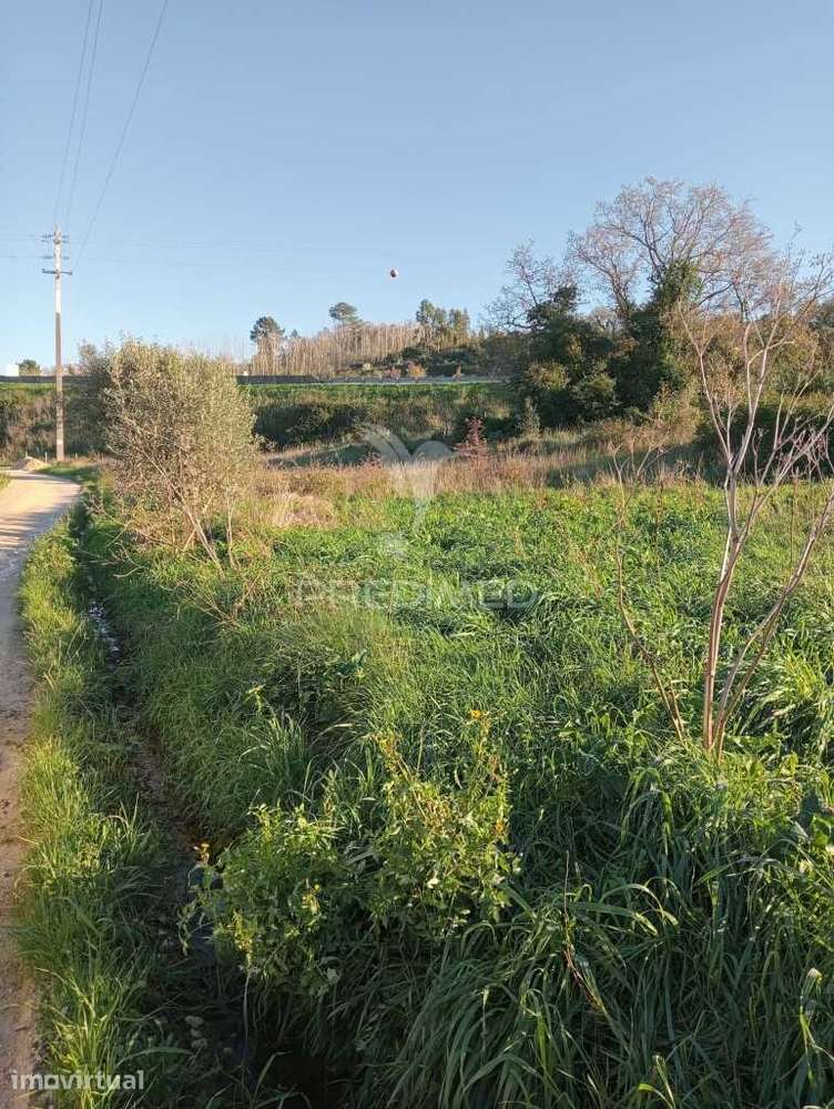 Terreno Rustico - Ribeira de Baixo, Porto de Mós - Grande imagem: 2/4
