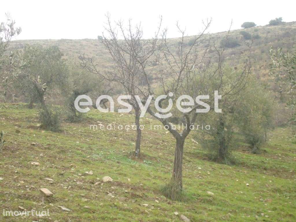 Terreno Rústico em Vila nova de Foz Côa. - Grande imagem: 3/11