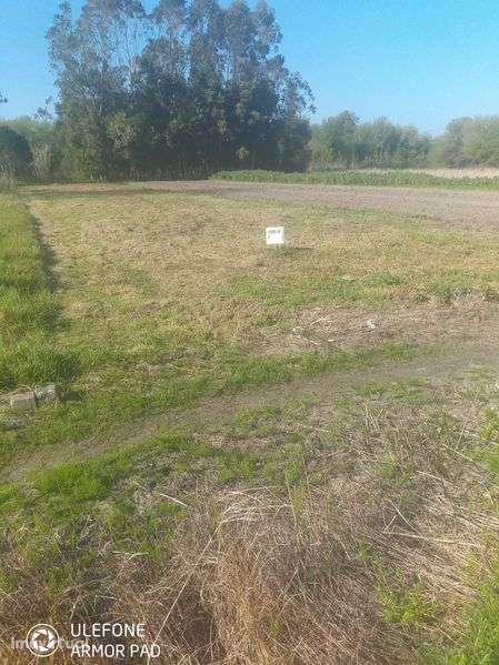 Terreno rustico - perto da Barrinha/Videira Sul - Grande imagem: 4/6