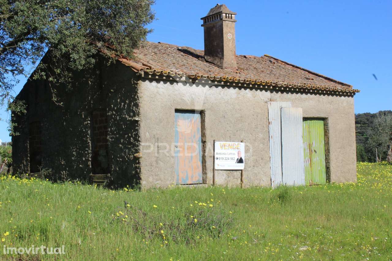 Terreno com casa e Olival - Grande imagem: 5/25