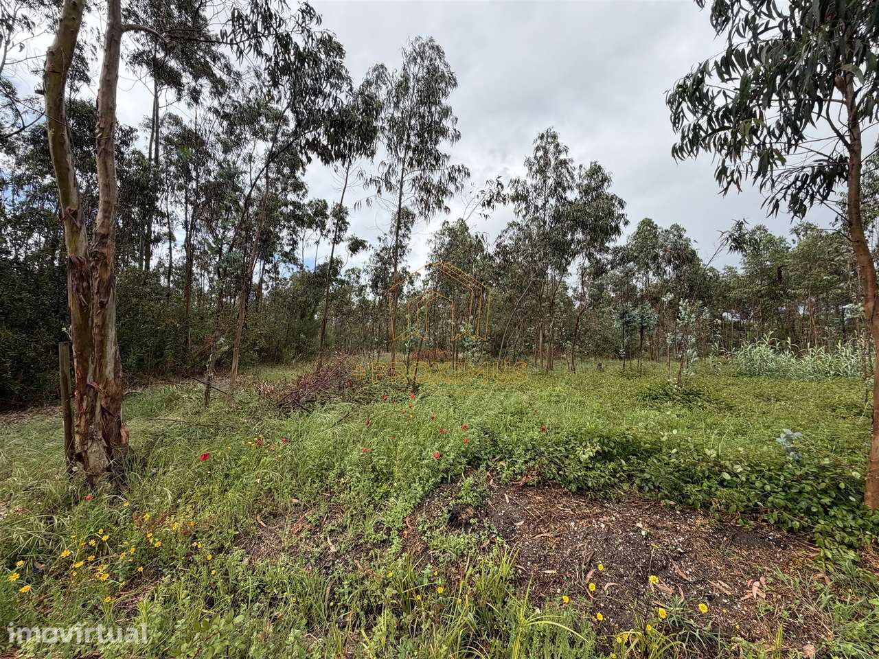 Terreno c/ 10.000m2 - Moinhos da Gândara - Grande imagem: 5/17