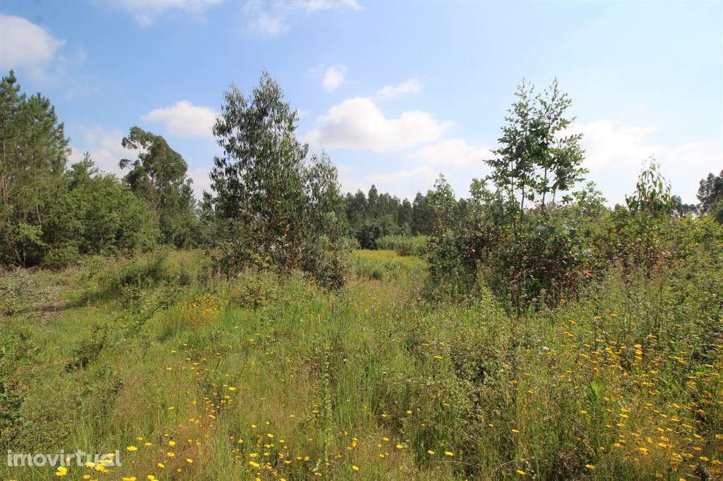 Terreno Para Construção, Condeixa-a-Nova, Condeixa - Grande imagem: 2/3
