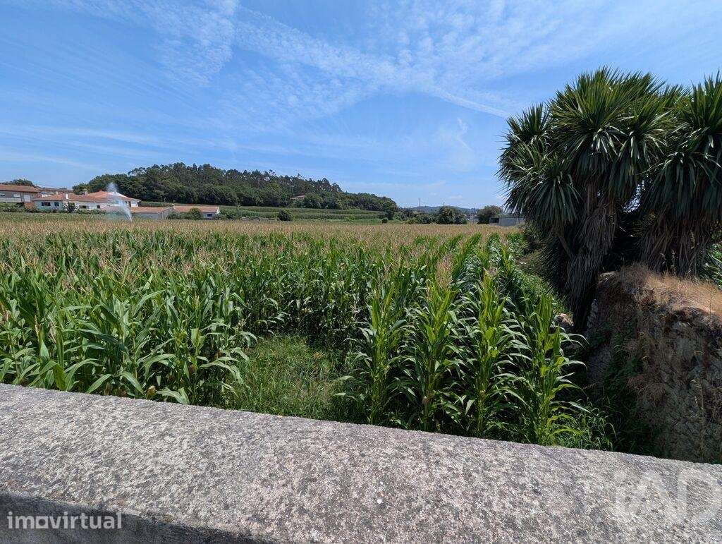 Terreno Agrícola em Rio Mau e Arcos - Grande imagem: 3/5