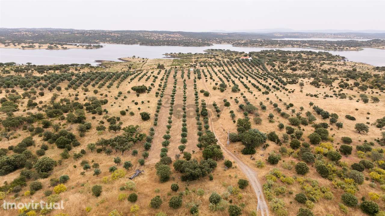 Terreno Agrícola com Olival com 14000m2 Barragem de Alqueva– Ferreira - Grande imagem: 3/17