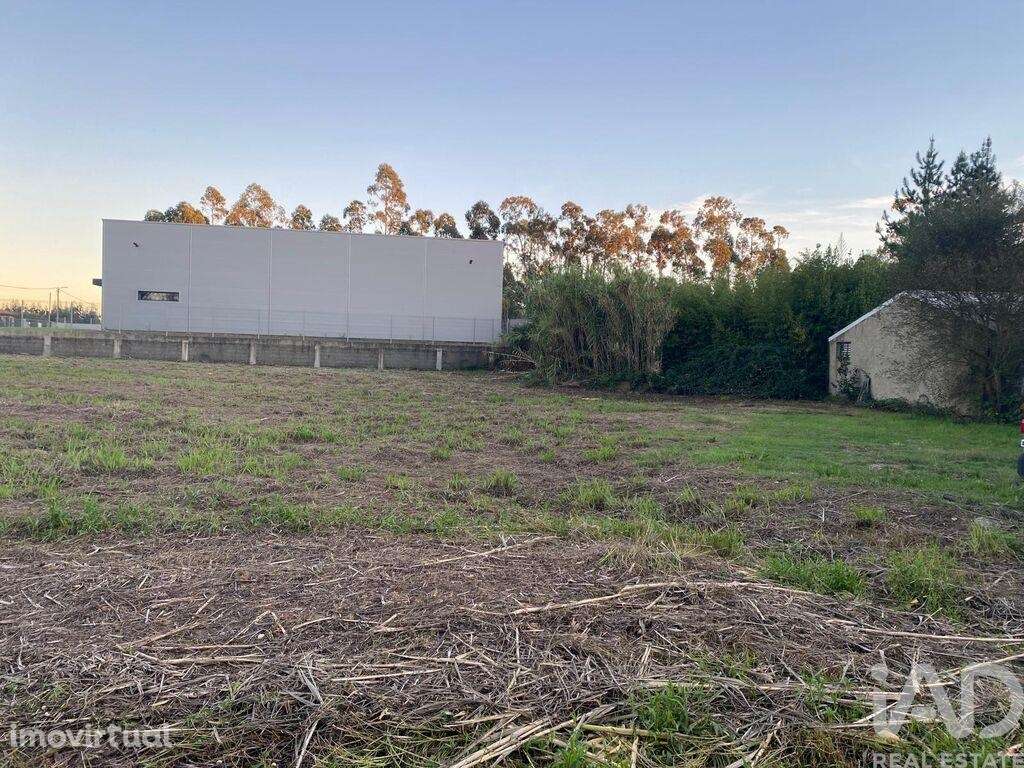 Terreno Agrícola em Bustos, Troviscal e Mamarrosa - Grande imagem: 3/5