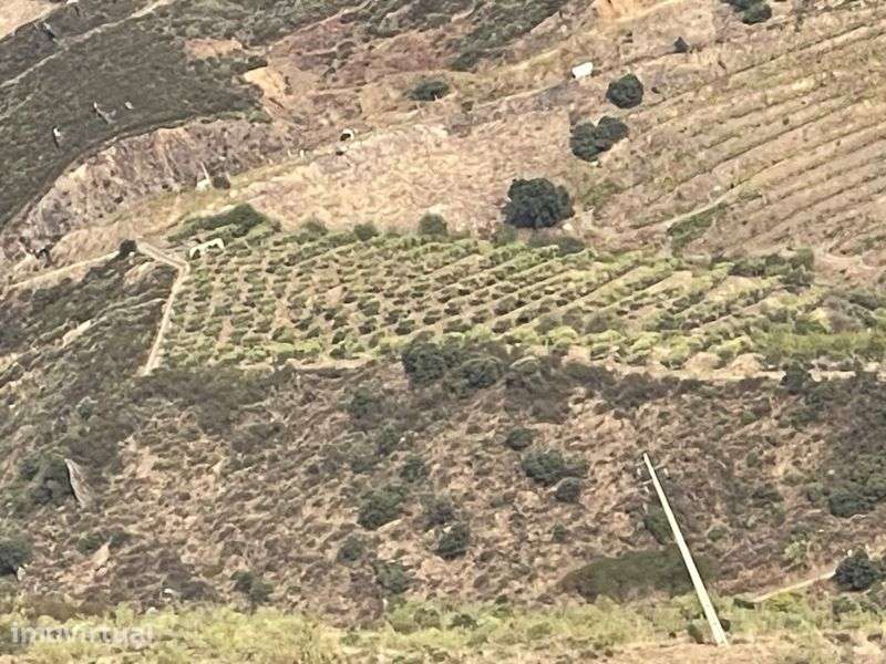 Terreno com oliveiras em Moncorvo