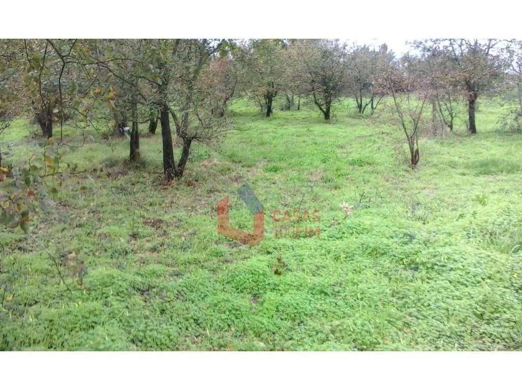Terreno agricola com 1240 m2, Juncal, Porto de Mós - Grande imagem: 3/5