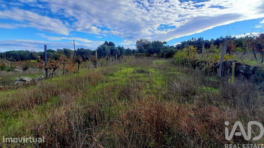 Terreno em Seixo da Beira de 14947,00 m2 - Grande imagem: 4/28
