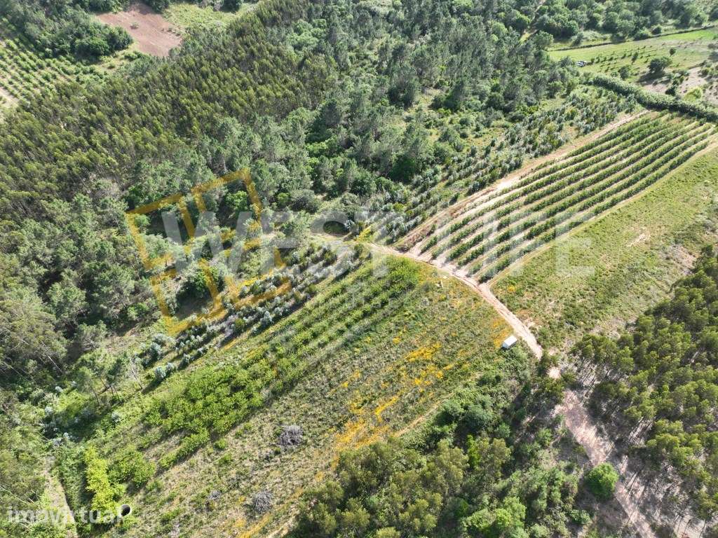 Terreno Agrícola de 8875m2 - Excelente exposição solar - Sobral da ... - Grande imagem: 2/15