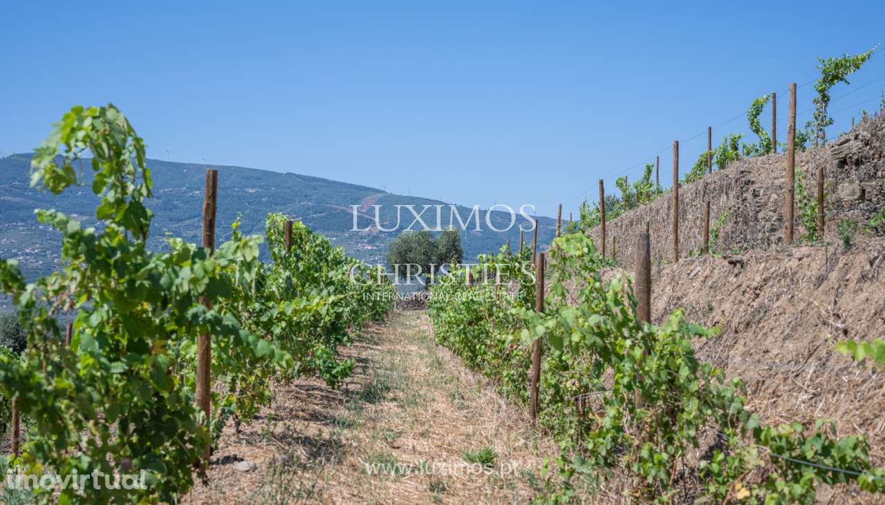 Quinta Vinícola, para venda, no Peso da Régua, Alto Douro Vinhateiro - Grande imagem: 5/25