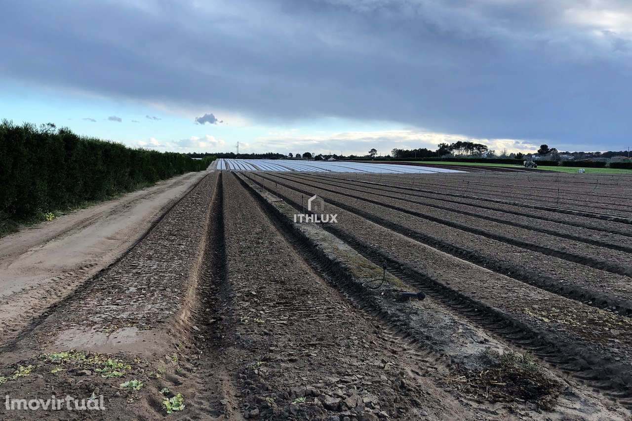 Terreno Rustico - Brescos - Lagoa de Santo André - Lagoa de Melides - Grande imagem: 5/20