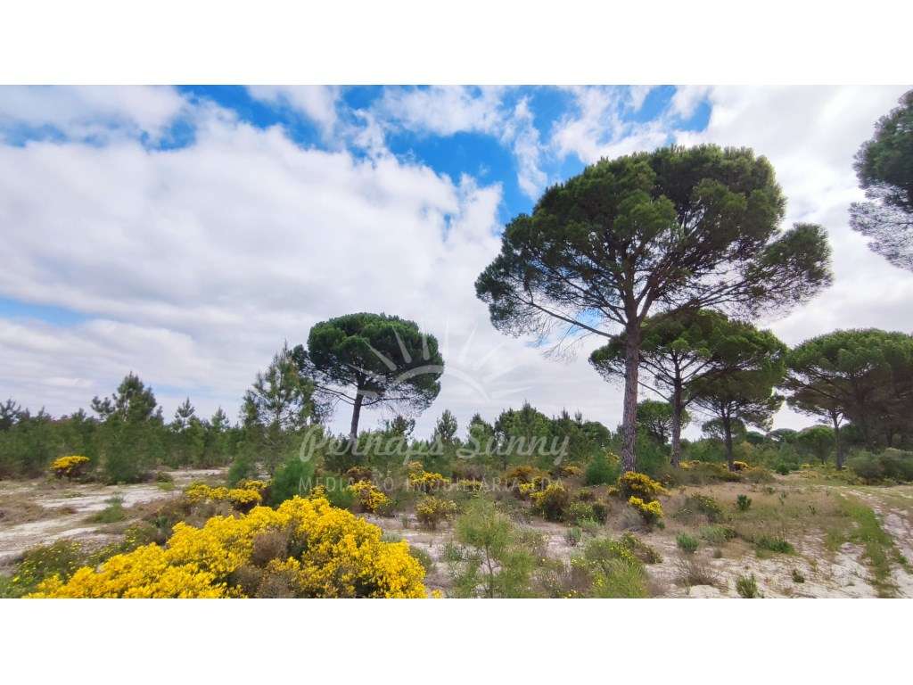 Terreno com casa para reabilitar - Grande imagem: 4/35