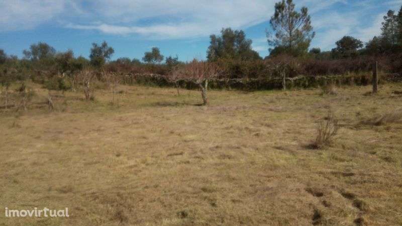 Quintinha (P. Autoestrada A23 Benquerenças -C. Branco) Sítio AZINHEIRA - Grande imagem: 3/10