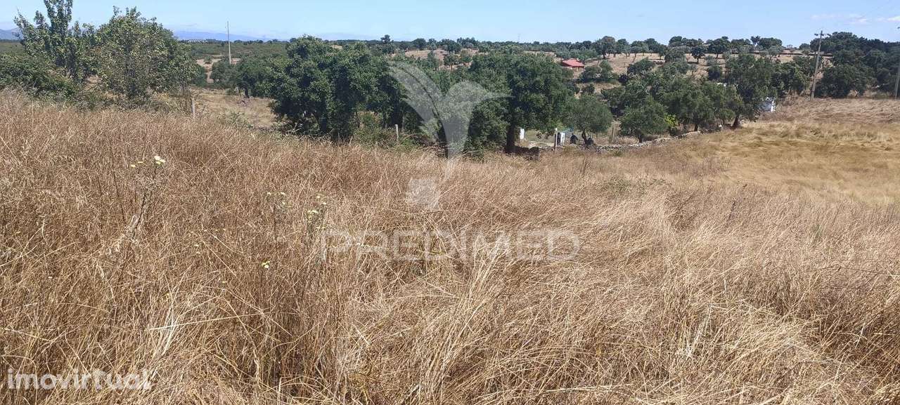 Terrenos Rústicos em Montalvão/Nisa - Grande imagem: 4/20
