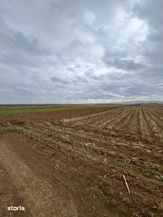 Teren extravilan 2500 mp,cu acces la Centura ,Radauti - Imagine principală: 3/7