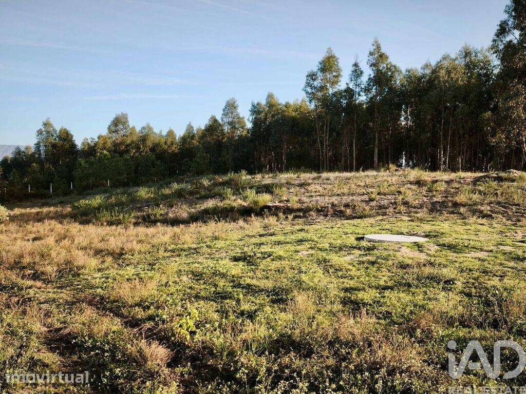 Terreno Agrícola em Nelas - Grande imagem: 4/9