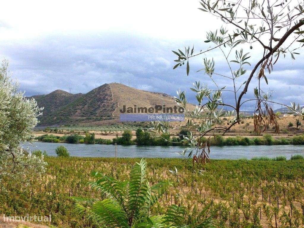 Quinta, Vinha, Casa, frente rio Douro. Portugal, Foz do Sabor, Torr... - Grande imagem: 4/8