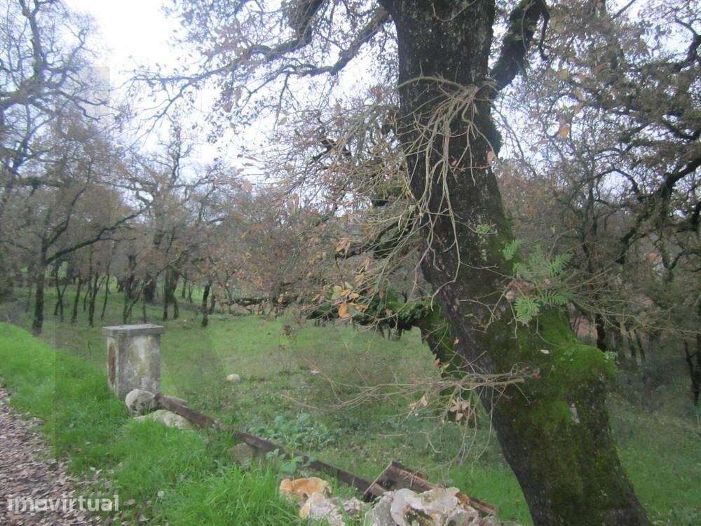 Terreno para Construção em Santiago da Guarda – Ansião - Grande imagem: 4/5