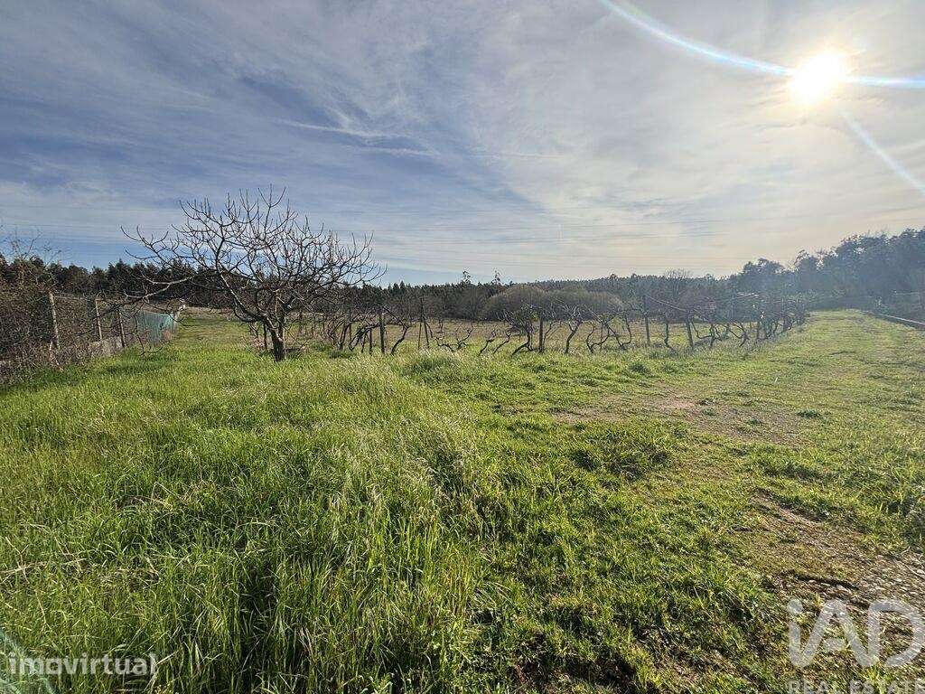 Terreno Agrícola em São Martinho do Bispo e Ribeira de Frades - Grande imagem: 3/18