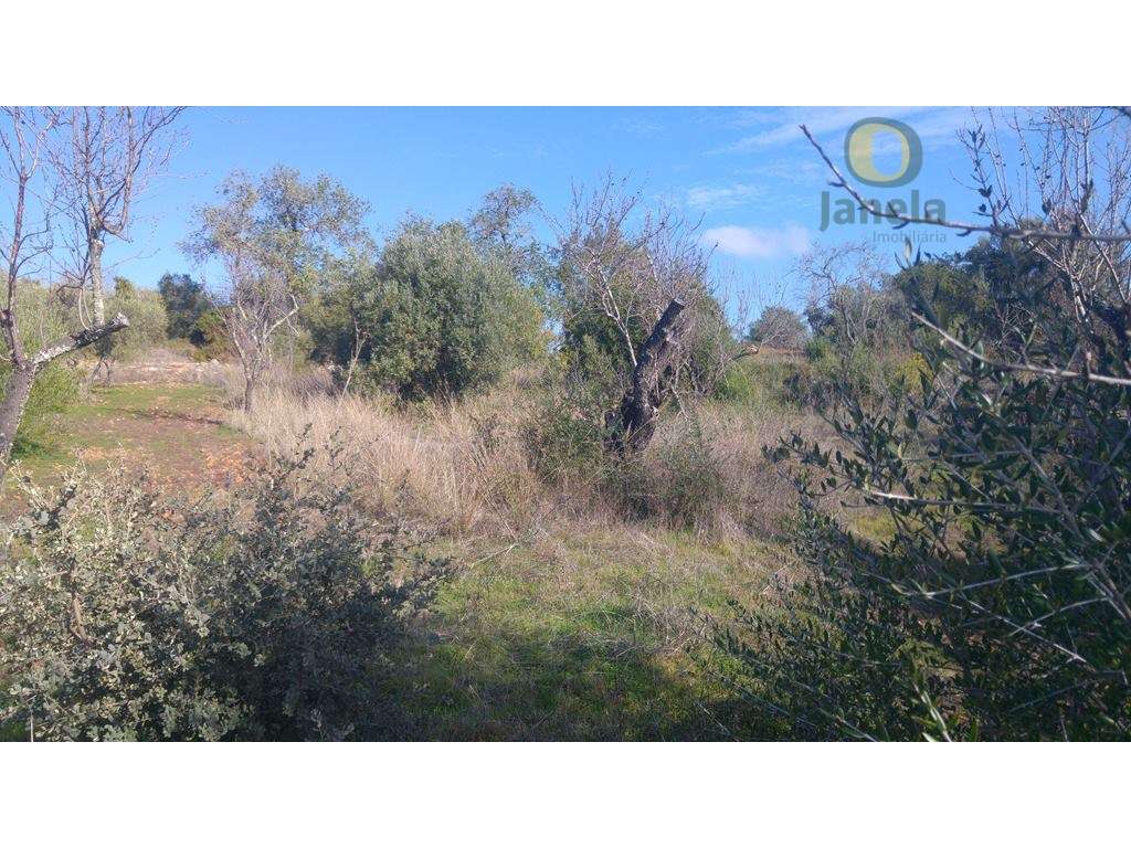 Terreno plano com bom acesso - Grande imagem: 2/5