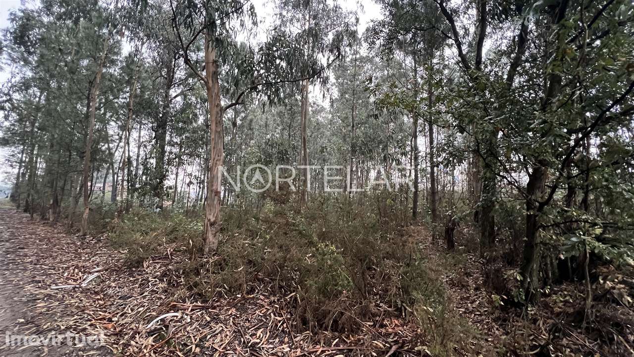 Terreno Rústico com 4.200 m² – Covelas, Trofa - Grande imagem: 2/8