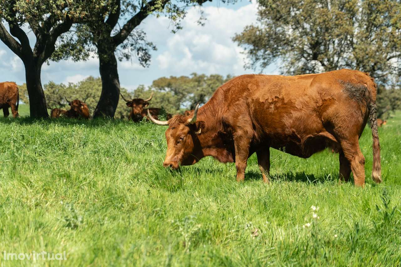 Herdade da Chamurreira de Cima – 136 Hectares de Montado e Infraestrut - Grande imagem: 4/19