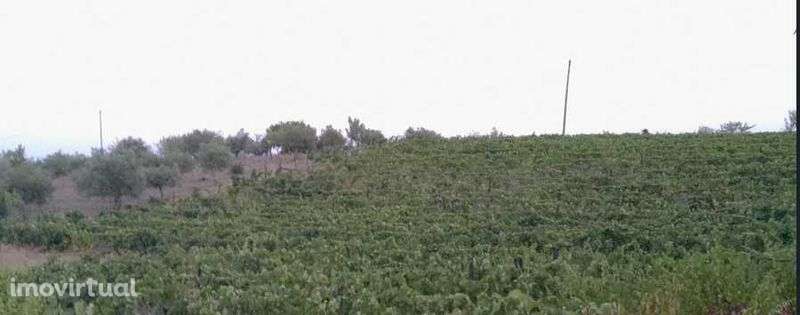 Terreno Freixo de Espada à Cinta (Salgueiro Peladouço) a 700m da vila. - Grande imagem: 2/3