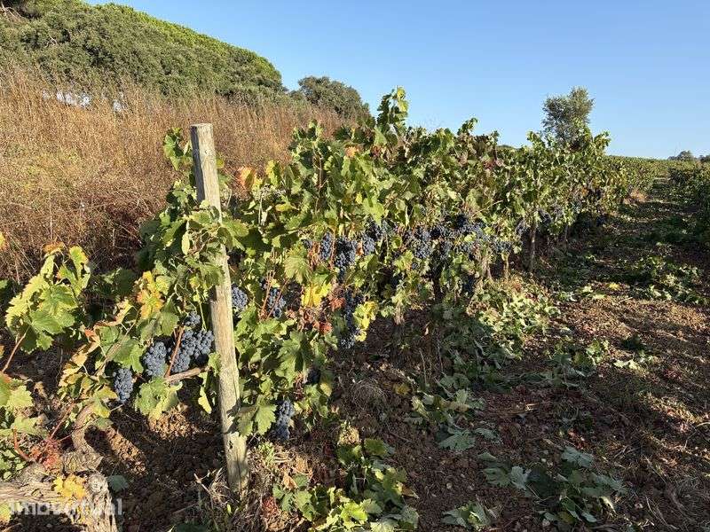 Terreno rustico com vinha e olival - Grande imagem: 5/5