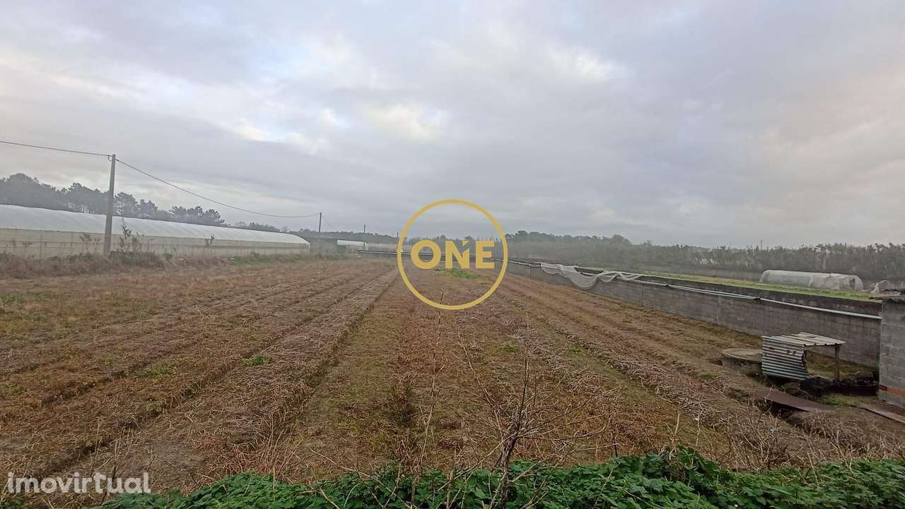 Terreno rústico de Apúlia, Esposende - Grande imagem: 4/10