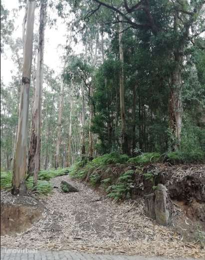 Terreno com potencial construtivo de 4100m² em Vilar de Pinheiro - Grande imagem: 2/6