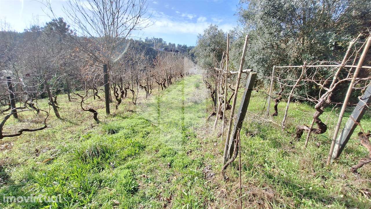 Terreno Rústico  Venda em Santiago de Besteiros,Tondela - Grande imagem: 4/23