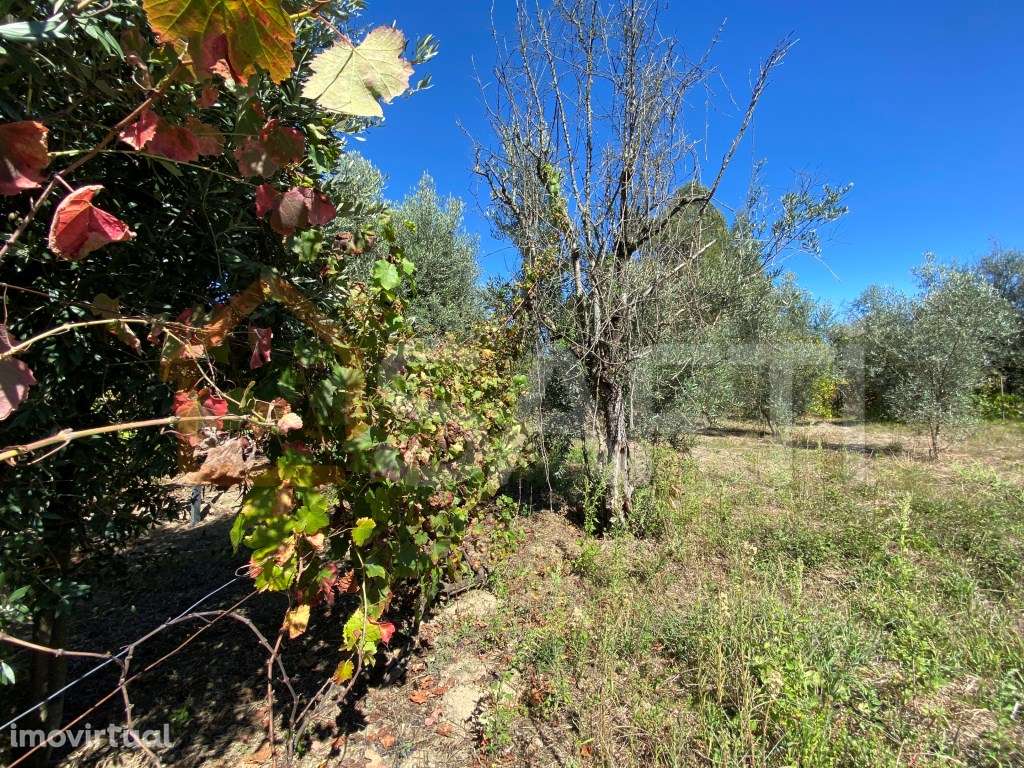 Terreno Rústico em Lajeosa do Dão Tondela Viseu Rio Dão - Grande imagem: 2/12