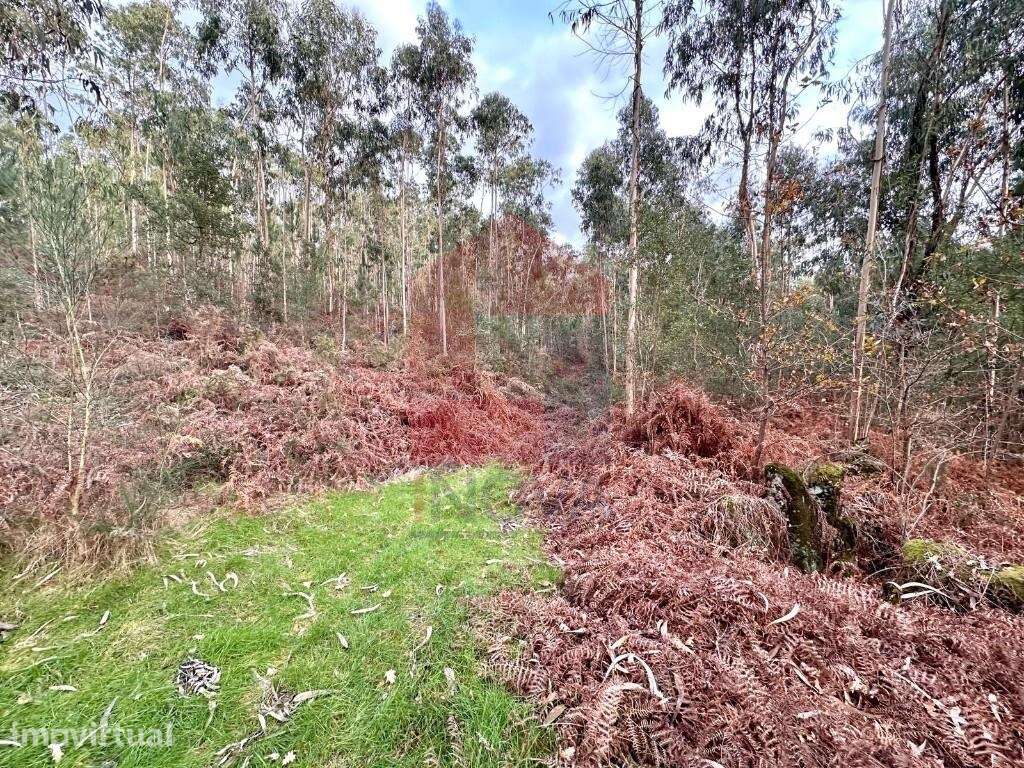Terreno Florestal, Cervães - Grande imagem: 4/11