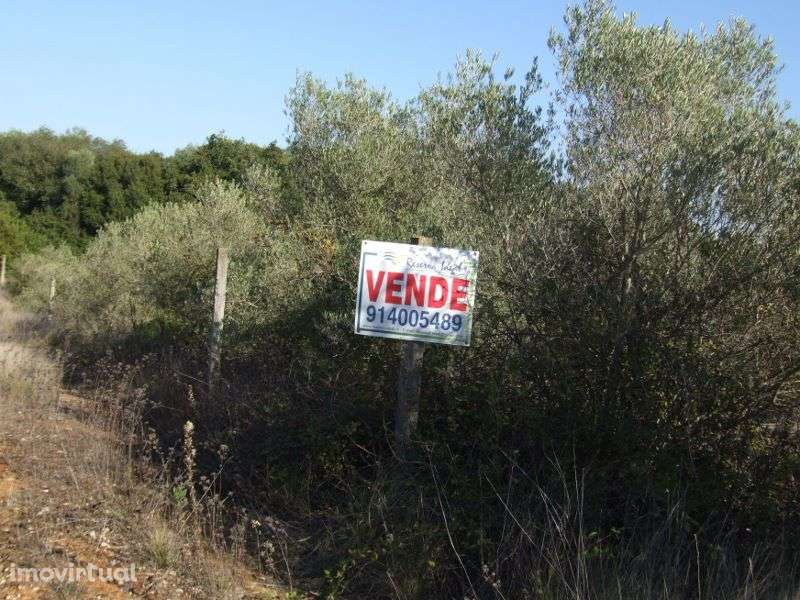 Terreno Rústico para cultivo com bons acessos no Cartaxo - Grande imagem: 2/2