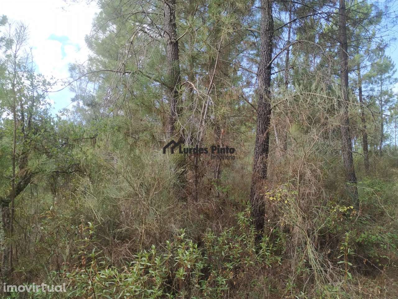 Quinta com casa em pedra - Grande imagem: 5/17