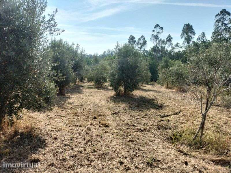 Terreno rustico em Pombal - Grande imagem: 3/4