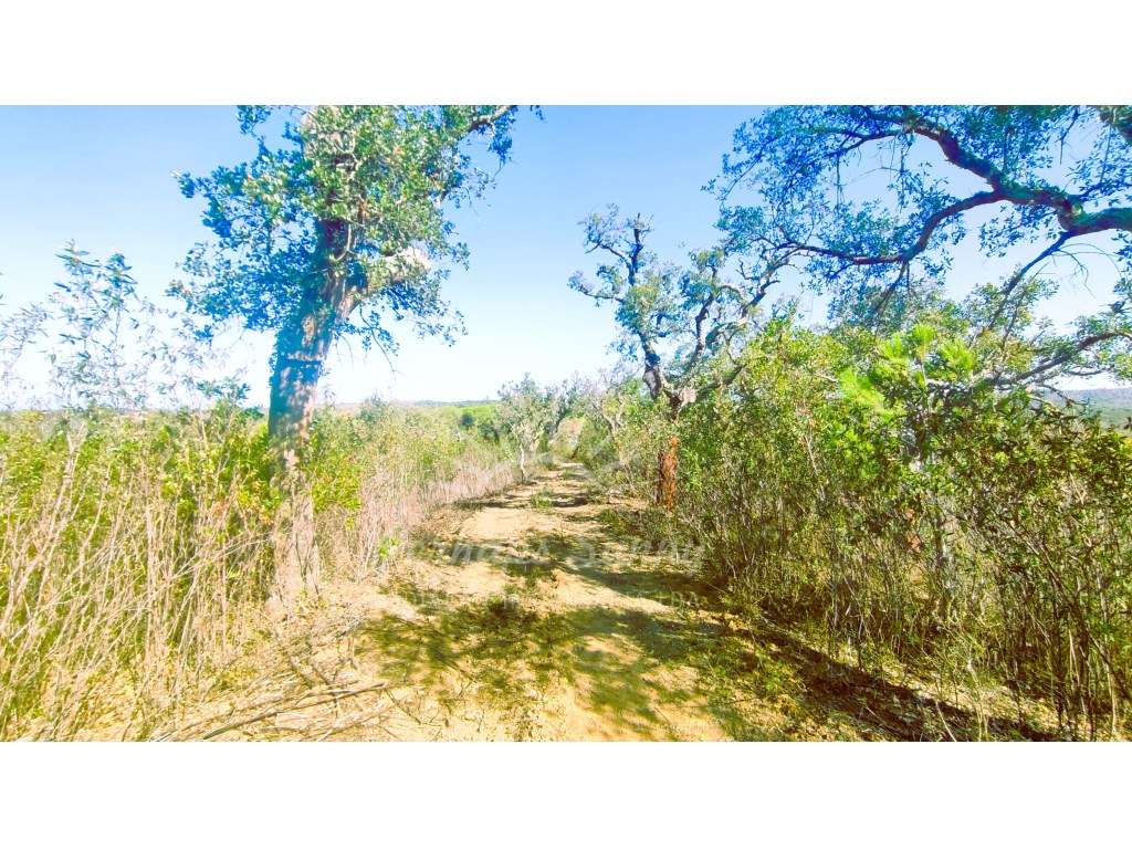 Terreno Rústico - Grande imagem: 2/14