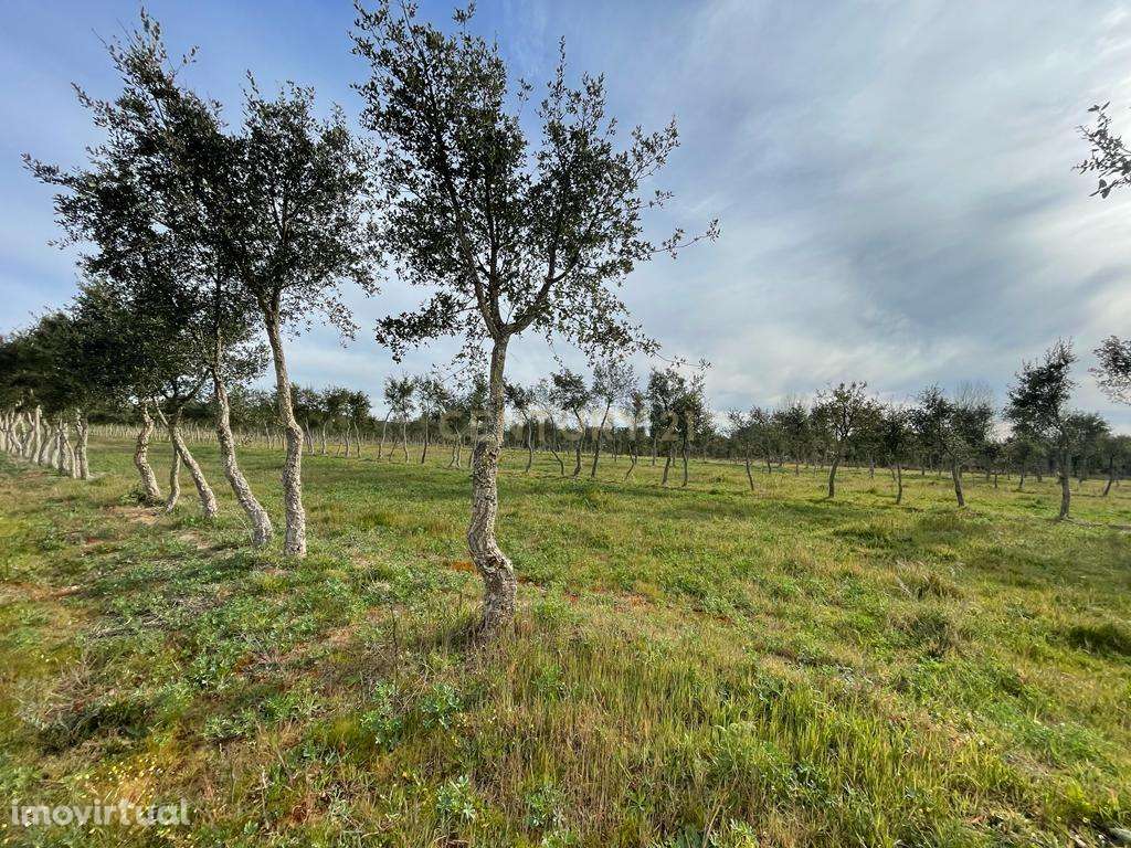 Quinta em São Bartolomeu do Outeiro - Grande imagem: 4/16
