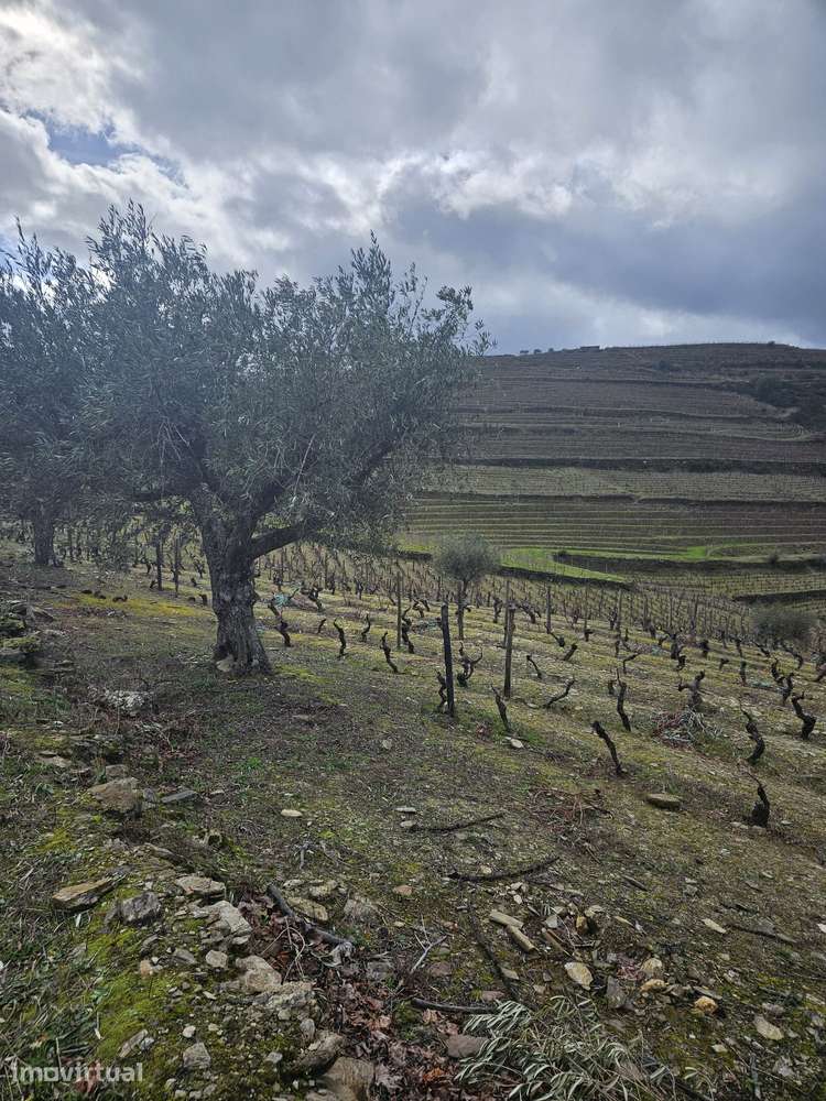 Vinhas para venda em Murça - Grande imagem: 3/28