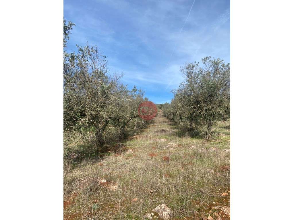 Terreno destinado a Olival - Grande imagem: 2/6