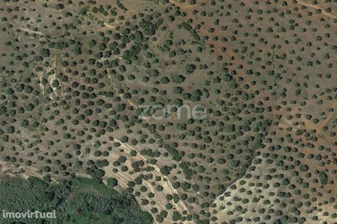 Terreno composto por Olival com 180 Oliveiras - Grande imagem: 3/4