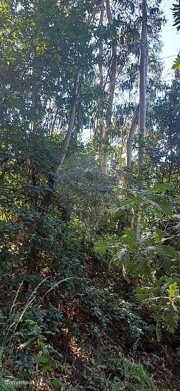 Terreno  para venda - Grande imagem: 4/6