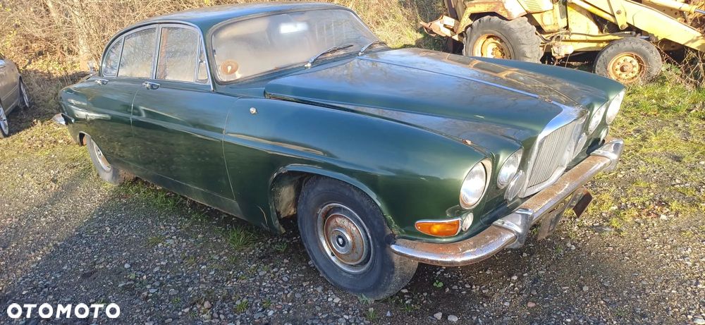 Jaguar Inny - 10