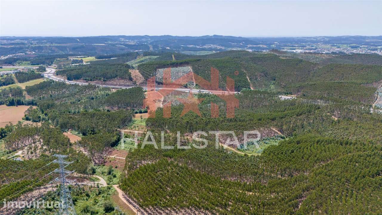 Terreno Florestal / Eucaliptal / 4 Hectares / Trofa - Grande imagem: 4/22