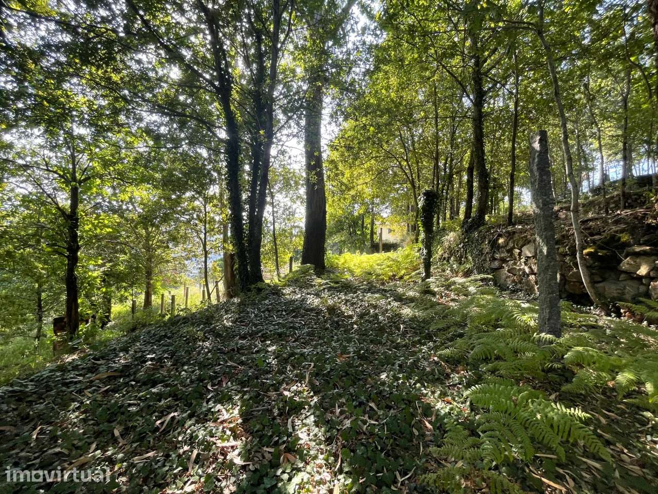 Propriedade com Duas Moradias em Ruína e Terreno boscoso em Gondoriz, - Grande imagem: 5/20