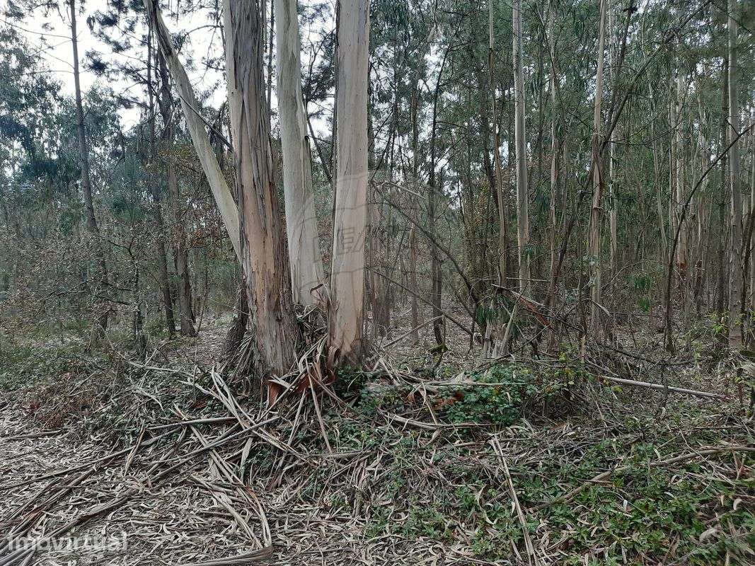 Terreno  para venda - Grande imagem: 3/3