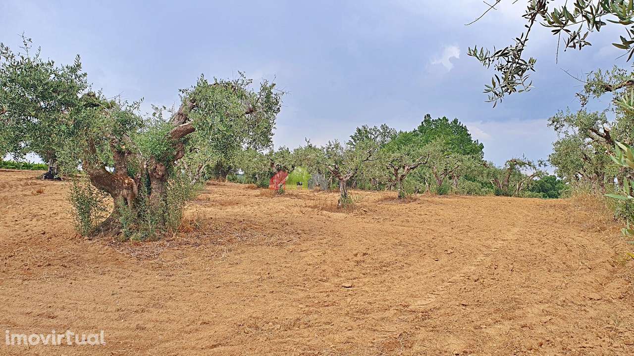 Terreno rústico com compacto olival - Grande imagem: 4/30