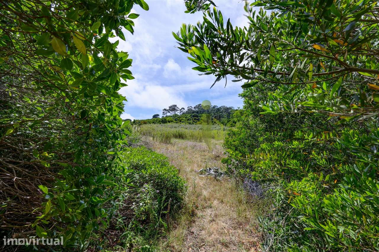 Terreno Rustico com 3.000m2 em Colares - Grande imagem: 3/19