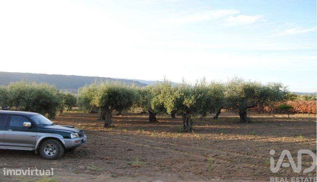 Quinta agricola em Vila Flor e Nabo - Grande imagem: 4/10