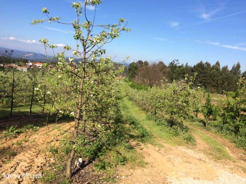 Terreno para Construção – Localização Privilegiada Oportunidade - Grande imagem: 5/5